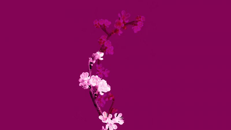 Cherry blossom, Plum Velvet, Floral, Purple aesthetic, 5K, 8K, Minimalist, Wallpaper