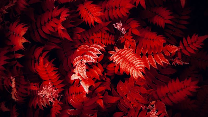 Red leaves, Foliage, Closeup Photography, Red aesthetic