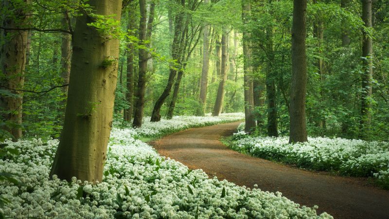 Forest path, White flowers, Spring, Ramsons flowers, Wild garlic, Green Trees, Wallpaper