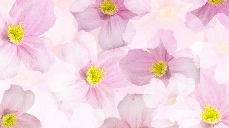 Spring flowers, Blossom, Aster flower, Pattern, Floral Background, Pink flowers, 5K, Wallpaper
