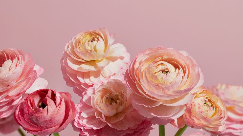 Ranunculus flowers, Pink aesthetic, Pink flowers, 5K, Wallpaper