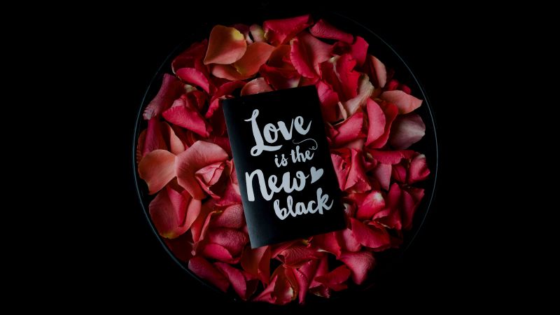 Rose Petals, Black background, 5K, 8K, Wallpaper