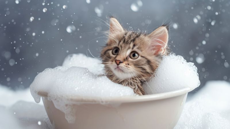 Kitten, Bath time, Soap Bubble, Closeup Photography, AI art, Bokeh Background, 5K, Wallpaper