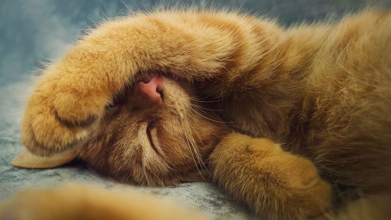 Ginger cat, Cute Kitten, Sleeping, Adorable, Wallpaper