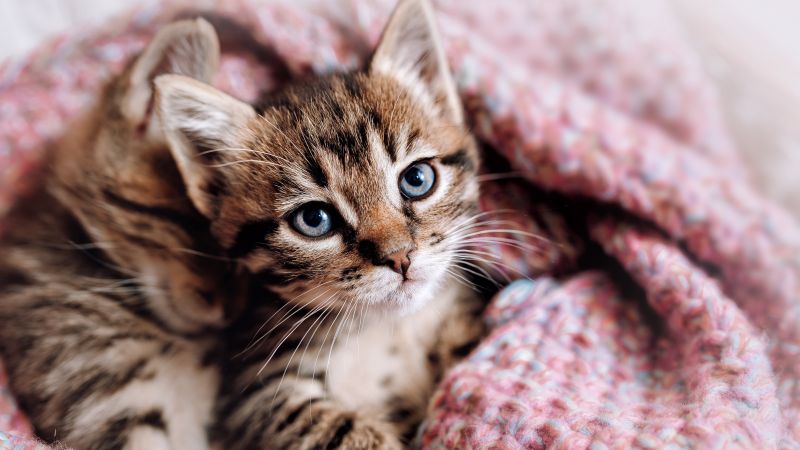 Cute Kitten, Aesthetic, Cozy, 5K, Wallpaper
