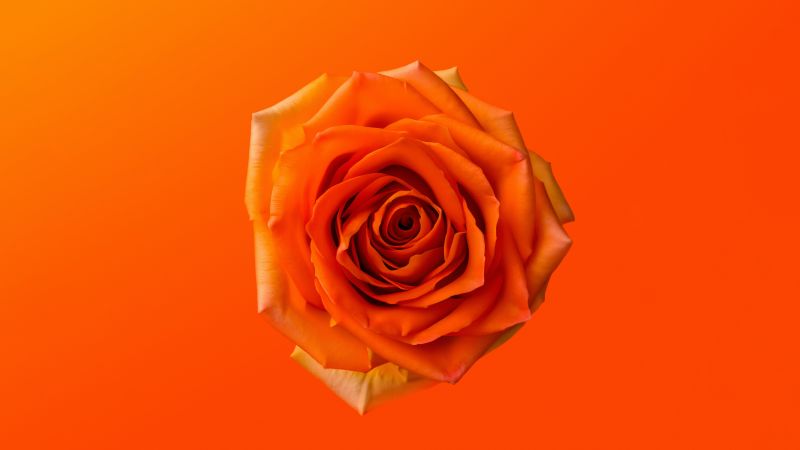 Orange Rose, 8K, Orange aesthetic, 5K, Orange flower, Orange background, Wallpaper