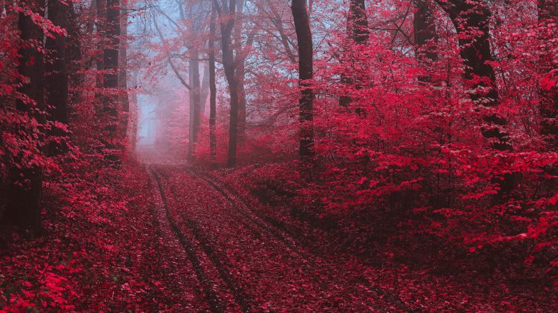 Maple trees, Maple leaves, Foliage, Path, Forest, Foggy, Morning, Wallpaper