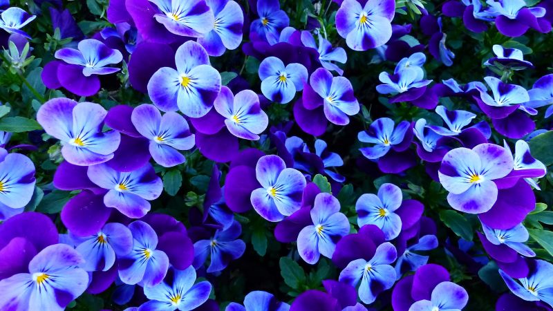 Pansy flowers, Pansies, Violet flowers, Garden, Spring, Wallpaper