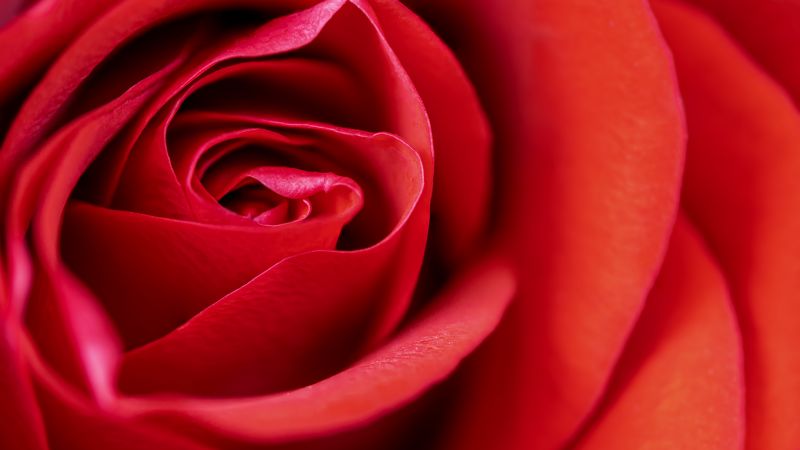 Red Rose, Macro, Closeup, Bloom, Blossom, 5K, Wallpaper