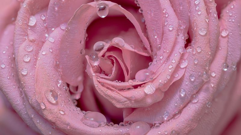 Pink rose, Droplets, Closeup, Bloom, Baby pink, Blossom, 5K, Wallpaper