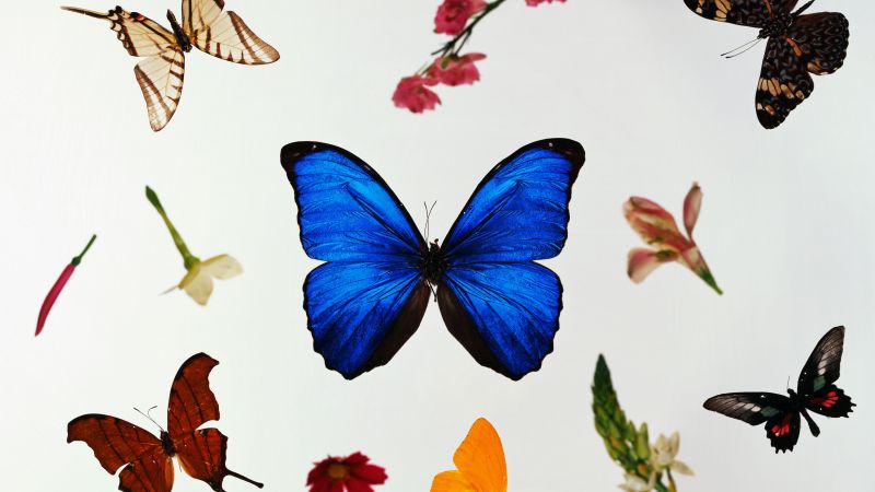 Colorful, Butterflies, White background