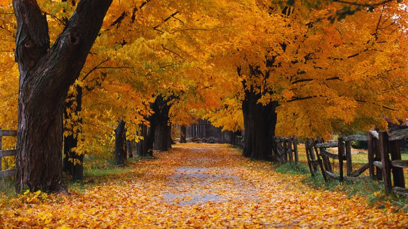 Windows XP, Autumn, Autumn foliage, Autumn leaves, Autumn Scenery, Wallpaper
