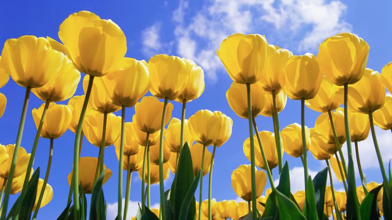 Yellow tulips, Daylight, Tulip garden, Tulip flowers, Wallpaper