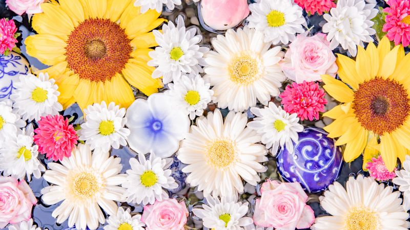 Colorful, Flower bouquet, Sunflower, Daisy flowers, Wallpaper