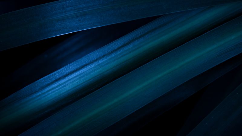 Leaves, Blue aesthetic, Pattern, Macro, Dark aesthetic, 5K, Closeup Photography, Wallpaper