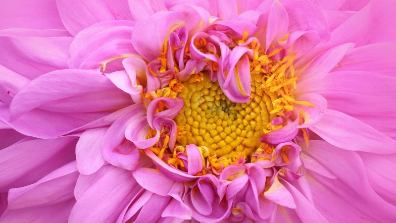Pink Dahlia, Macro, Pink aesthetic, 5K, Bloom, Pink flower, Closeup Photography, Wallpaper