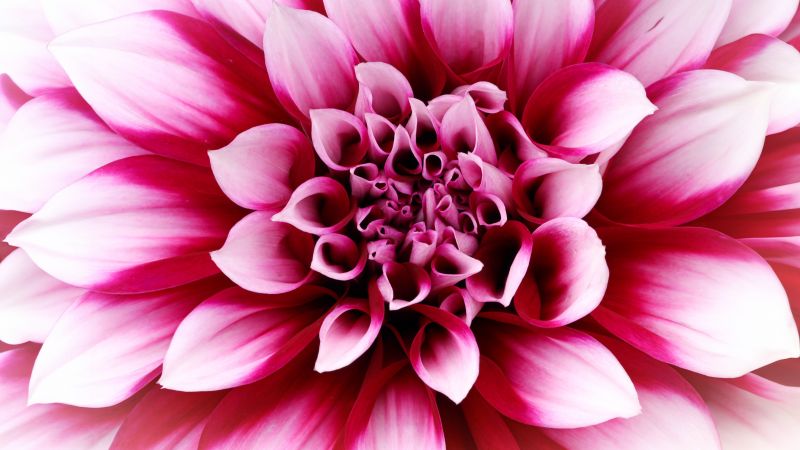 Pink Dahlia, Closeup, Macro, Blossom, 5K, Wallpaper
