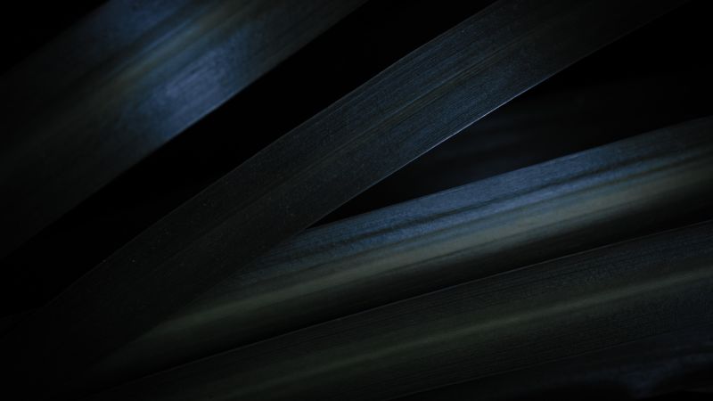 Grey, Leaves, Dark aesthetic, Macro, Closeup Photography, 5K, Dark background