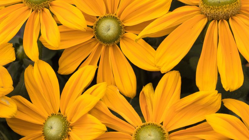 Yellow flowers, Blossom, Floral Background, Spring flowers, 5K, Yellow aesthetic, Wallpaper