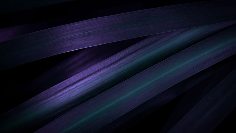 Purple leaves, Macro, Closeup Photography, Dark aesthetic, 5K, Wallpaper