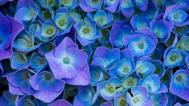 Hydrangea Flowers, Purple aesthetic, Purple Flowers, 5K, Wallpaper