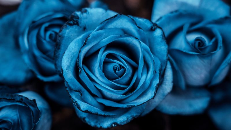 Blue aesthetic, Rose flowers, 5K, 8K, Blue rose