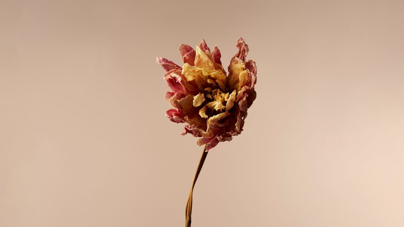 Dahlia flower, Minimalist, 5K, Xiaomi, Stock, Beige, Wallpaper
