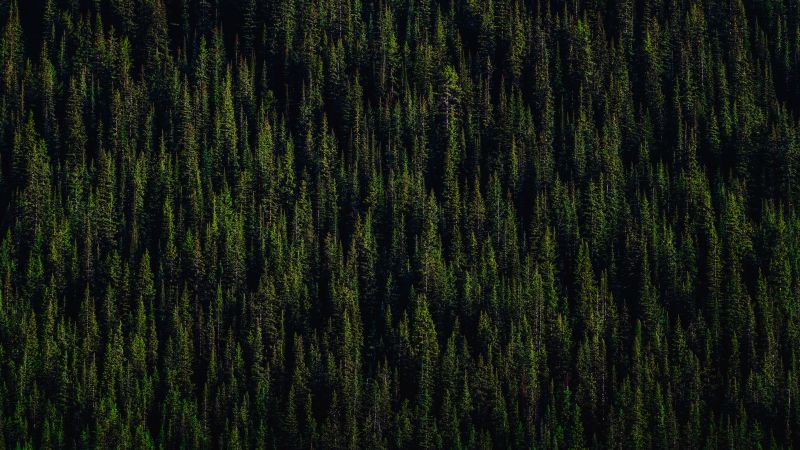 Pine trees, Forest, 5K, Wallpaper