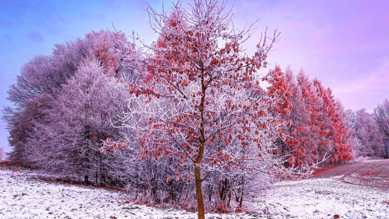 Winter, Trees, 5K, Snow covered, Aesthetic, Poland, Frosted trees, Wallpaper