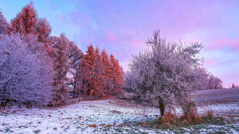 Winter forest, Morning, 5K, 8K, Trees, Snow covered, Wallpaper