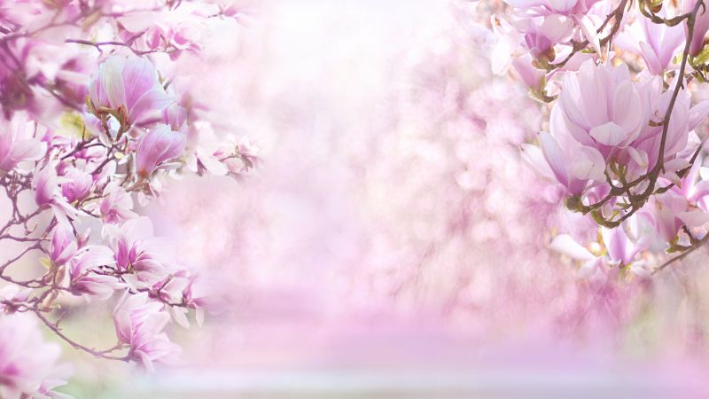 Magnolia flowers, Blossom, Pink background, Pink flowers, Wallpaper