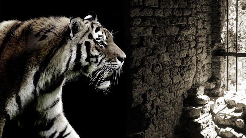 Tiger, Brick wall, Wild animals, Wallpaper