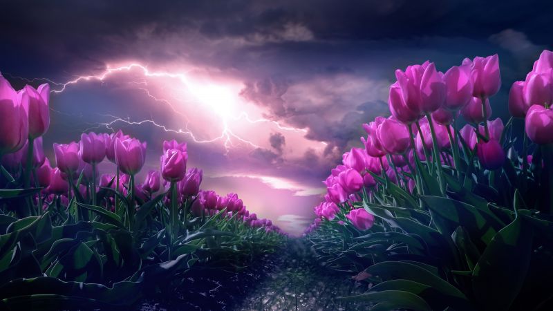 Pink flowers, Path, Thunderstorm, Dark Sky, 5K, Wallpaper