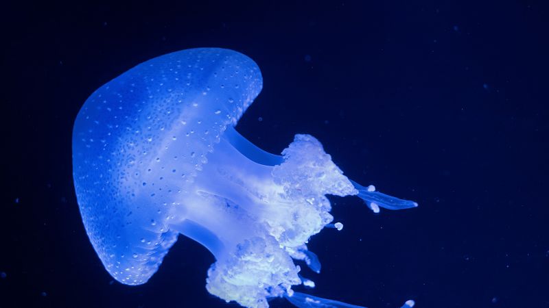 Glowing, Jellyfish, Underwater, Blue background, Glowing, 5K, Wallpaper