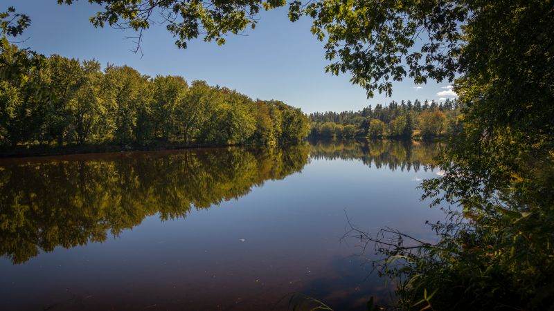 Androscoggin River, Trees, Reflection, Pleasant, Sunny day, 5K, Wallpaper