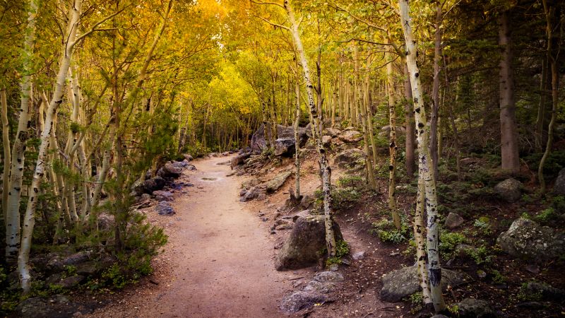 Aspen trees, Pathway, Forest, Rocks, Trails, Beautiful, 5K, Wallpaper