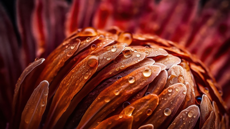 Protea flower, Macro, Orange aesthetic, Water droplets, Petals, Texture, Floral, Vibrant, Dew Drops, Artistic, Bloom, Focus, 5K, Closeup Photography