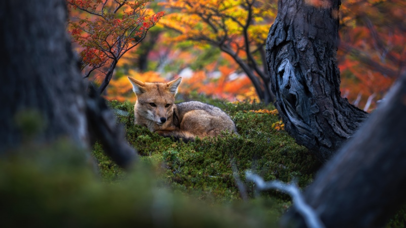 Patagonian fox, Wildlife, Autumn Forest, Argentina, Foliage, Golden hour, Serene, Autumn leaves, Mystical, Woods, Tranquility, 5K, Wallpaper