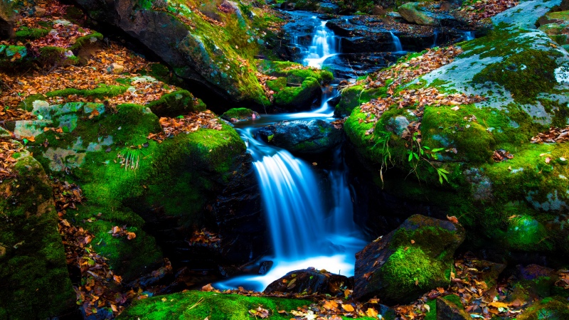 Mossy rocks, Green Moss, Autumn leaves, Forest, Water Stream, Long exposure, Serene, Flowing Water, Lush green field, Tranquility, 5K, Wallpaper