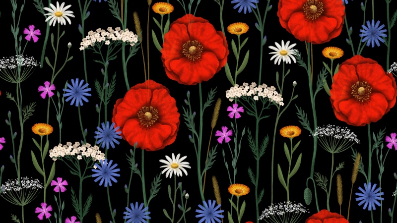 Poppies, Floral designs, Floral Background, Wildflowers, Botanical, Dark background, Flower patterns, 5K