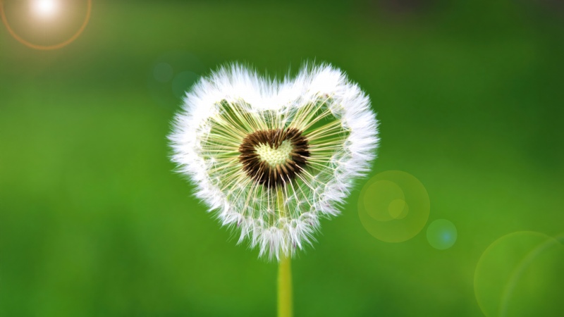 Heart shape, Dandelion flower, Green background, Sunflare, Spring flowers, 5K