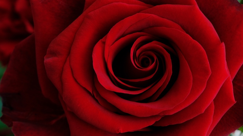 Red Rose, Closeup, 5K, Spiral, Macro, Floral, Wallpaper