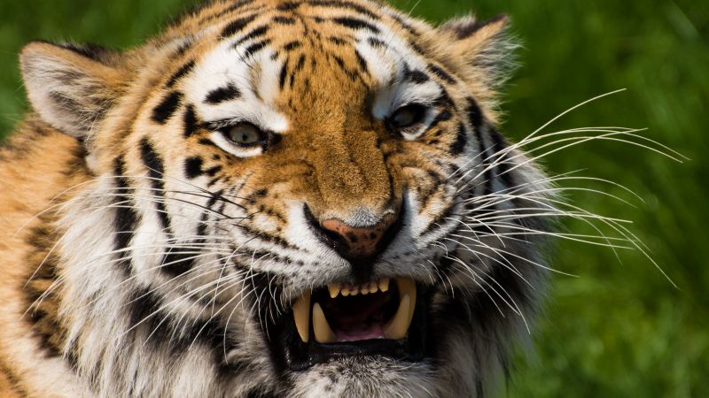Tiger face closeup big cat wildlife predator 