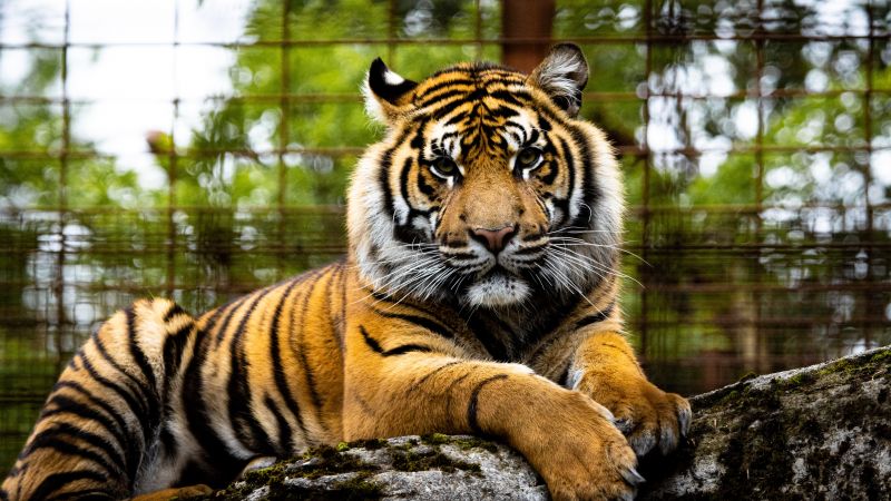 Tiger, Big cat, Wildlife, Closeup, Green, Predator, 5K, Wallpaper