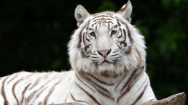 White tiger, Siberian tiger, Big cat, Wallpaper