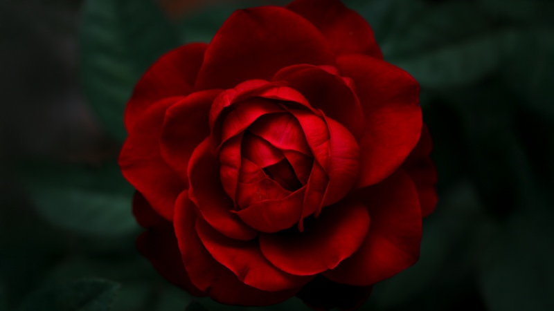 Velvet Rose, 8K, Rose Petals, Red Roses, 5K, Closeup Photography, Wallpaper