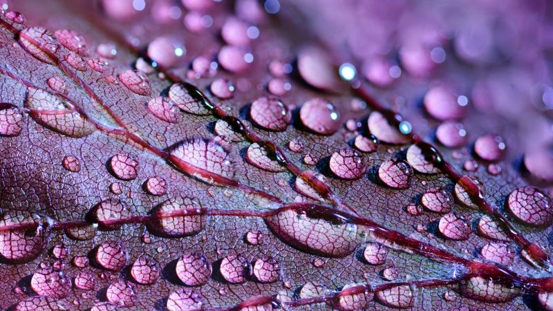 Purple leaf, Dew Drops, Macro, Droplets, 5K, Wallpaper