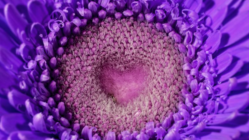 Violet flowers, Closeup, Macro, Daisy flower, Heart, Blossom, Beautiful, Aesthetic, Wallpaper