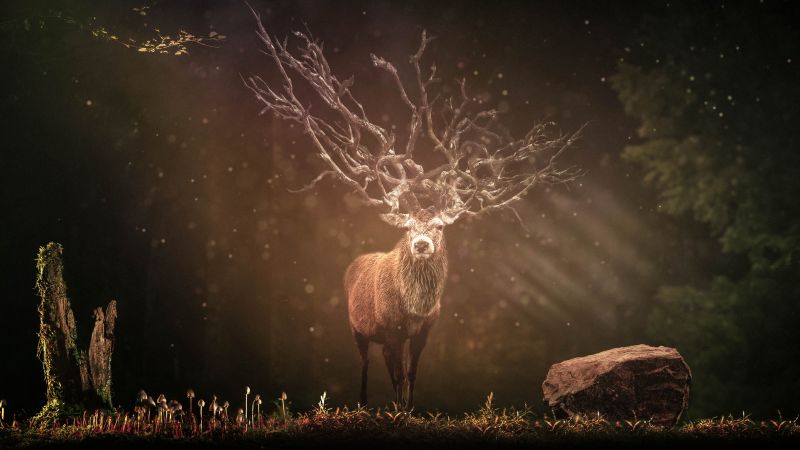 Hirsch, Deer, Forest, Sun rays, Dark background, Wildlife, Rock, 5K, 8K, Wallpaper