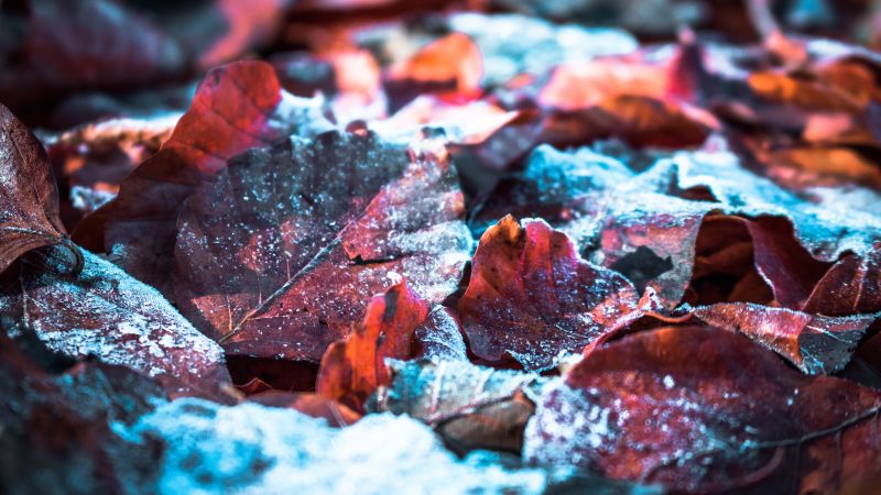 Autumn leaves, Snow, Winter, Frost leaves, Closeup, Purple, 5K, Wallpaper